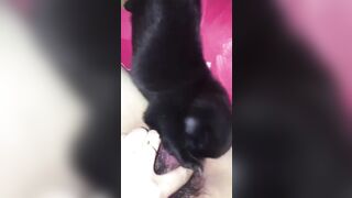 Chó liếm lồn