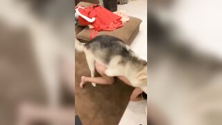 Seri dog sex china - Full ở dưới mô tả