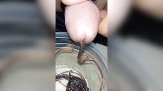 Thả giun ra sau khi nuôi được