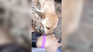 Pet cưng