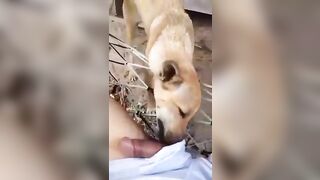 Pet cưng