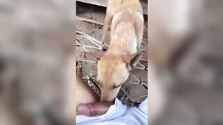 Pet cưng