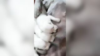 Chơi chó đẻ phê nửa đời ngườ