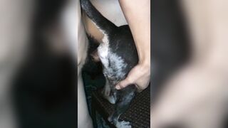 Hấp diêm pet