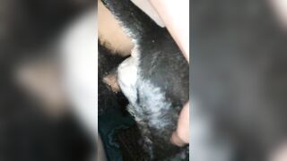 Hấp diêm pet