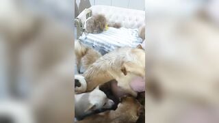 Bà chủ cho đàn chó ???? đụ từ con phần 4