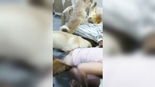 Nay cho nguyên bầy chó some em luôn phần 7