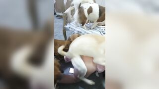 Nay cho nguyên bầy chó some em luôn phần 7