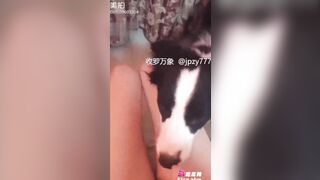 động vật vui vẻ 4