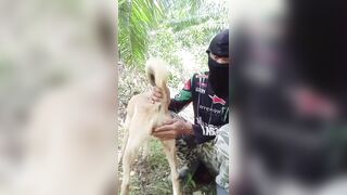 Trai thái bú lồn chó