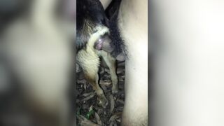 Em chó cái và anh trai cặc to
