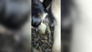 Em chó cái và anh trai cặc to