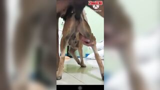 Ngừoi làm vườn đụ chó cái