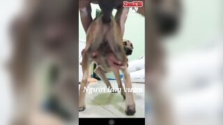 Ngừoi làm vườn đụ chó cái