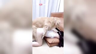 Cô tiểu thư xinh đẹp yêu động vật và chú chó may mắn nhất mọi thời đại được dí chủ