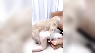 Cô tiểu thư xinh đẹp yêu động vật và chú chó may mắn nhất mọi thời đại được dí chủ
