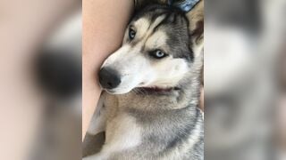 Vui chơi cùng bé husky