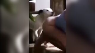 Chơi với chó nhà mới nuôi được 8 tháng