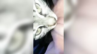 Mèo liếm lồn