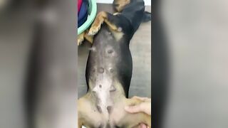 Việt Nam chịch chó rên quá sướng
