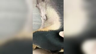 Việt Nam chịch chó rên quá sướng