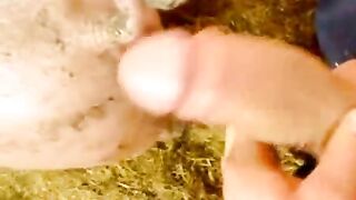 Đụ lút cán bắn tinh vào trong 2