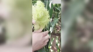 Ra vườn ngô bị chủ vườn bắt gặp lấy bắp ngô thủ dâm trọc vào cái lồn dâm đãng