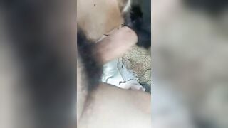 fuck. bò cái