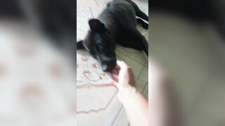 Sex thú con chó đen và cô chủ