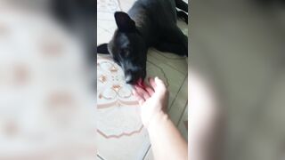 Sex thú con chó đen và cô chủ