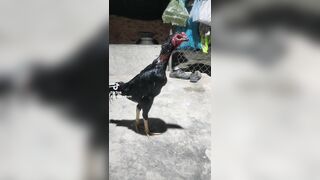 Ae nào thick chơi gà ko lh 0971388509
