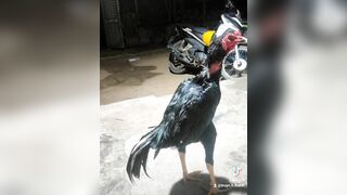 Ae nào thick chơi gà ko lh 0971388509