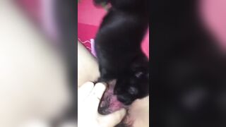 Tranh thủ mẹ đi vắng con gái cho chó bú lồn