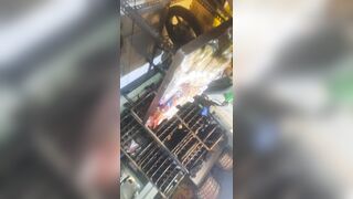 [ 42 ] | Quay lén dưới váy em bán bánh mì | #1