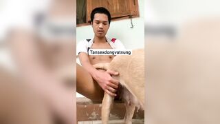 Thú cưng 17