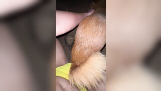 Thú cưng 19