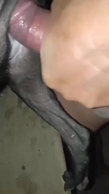 Chịt chó giữa đêm