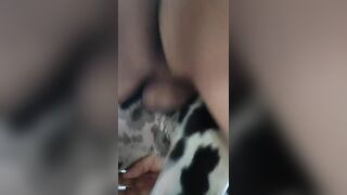Chai vịt chịt chó đốm