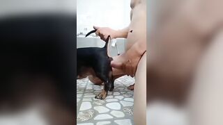 Lùn bố cũng chịt