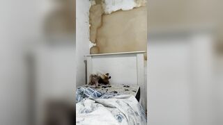 Cặt to chịt em chó mình dây