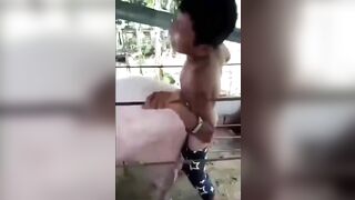 Thiếu niên và heo nái 2 tạ