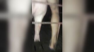 Lén lút chịt em heo trong đêm