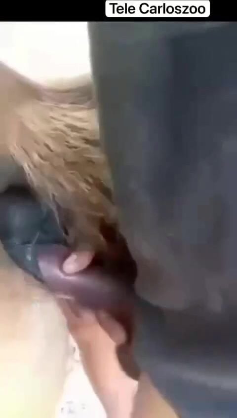 Đi chịt bò cầm cái chim thật to