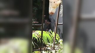 Nứng cặc đưa em ra dồng puclic đêm khuya