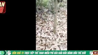 Cụ ông 80 tuổi dẫn Cháu dâu lên Rừng đit ko bao Xuất Tinh đầy lồn bị phát hiện