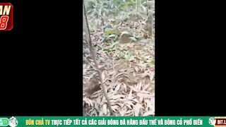 Cụ ông 80 tuổi dẫn Cháu dâu lên Rừng đit ko bao Xuất Tinh đầy lồn bị phát hiện