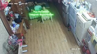Hack Camera MBBG Dâm Đãng Nuôi Chó
