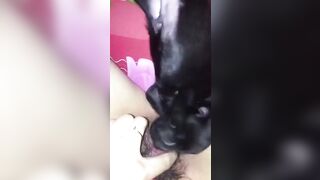 Em gái mới lớn ở nhà một mình nứng lồn quá bắt chó lại cho liếm lồn cho bớt ngứa lồn