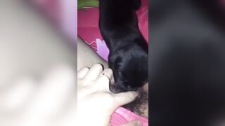 Em gái mới lớn ở nhà một mình nứng lồn quá bắt chó lại cho liếm lồn cho bớt ngứa lồn