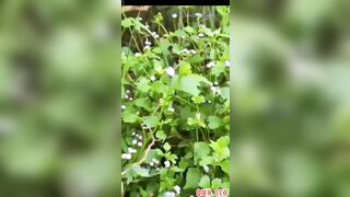 Pong Kyubi Hoá Trang Học Sinh Bị Long Mộng Gà djt Nát Lồn Thủ dâm p1 2
